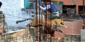 الهند...فهد يهاجم احياء سكنية بمدينة ميروت