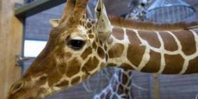 الموت الرحيم يطال الآلاف الحيوانات في أوروبا