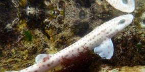 أسماك القرش "لها شخصيات مميزة وميول اجتماعية مثل الإنسان"