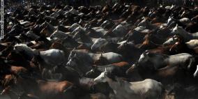 صور: للخيول قيمة كبيرة في قدسية الاحتفالات باسبانيا