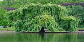 الأشجار تنتج الأسبرين لمداواة جروحها