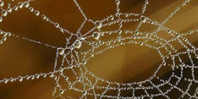 خيوط العنكبوت لجراحات إعادة اليدين