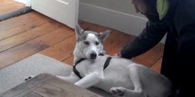 بالفيديو .. كلب يرد على طلب صاحبه بـ "No" ويحصد الملايين في أيام