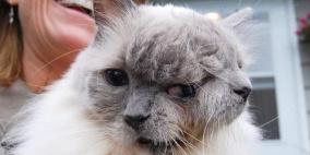 نفوق أقدم قط بوجهين في العالم