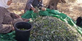 قطف  ثمار الزيتون