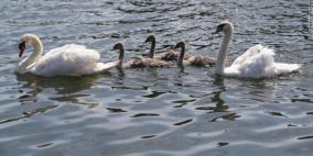 الشرطة البريطانية تحقق بشوي إوزة برية للملكة إليزابيث