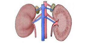 تعرف على أسباب الفشل الكلوي