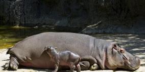 ولادة نادرة لفرس نهر في المكسيك