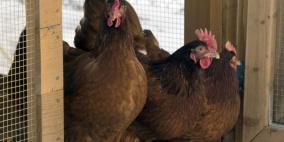 دجاج للإيجار بسبب ارتفاع سعر البيض بأميركا