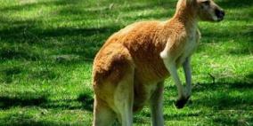 كنغر يدفئ طفلا تائها بجسده وينقذ حياته من موت محقق