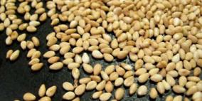 زيت السمسم يحافظ على شباب البشرة ونضارتها