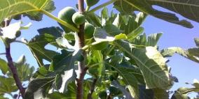 إطلاق حملة للحفاظ على ما تبقى من تين قرية تل