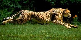 فيديو مثير لفهد ينقض على غزالين يتقاتلان