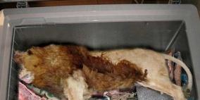 العثور على جثة أسد في ثلاجة مطعم بريطاني