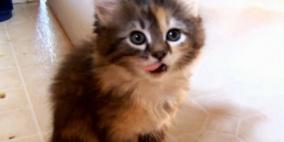 بالفيديو.. قط لطيف يأكل ويستسلم للنوم مباشرة