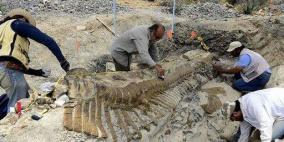 العثور على ذيل ديناصور بطول 5 أمتار في حالة جيدة يعود لـ 72 مليون عام