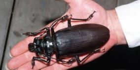 أكبر خنفسة عملاقة في العالم