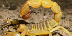 سم العقرب الأسترالي مسكن للألم