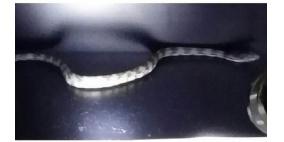 "ثعبان" يثير الرعب داخل فريق أميركي