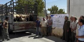 العمل الزراعي ينتهي من توزيع 240 رأس من الأغنام المحسنة في مناطق "ج"