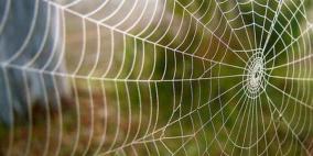 حرير العنكبوت يقترب من رصد دقات القلب