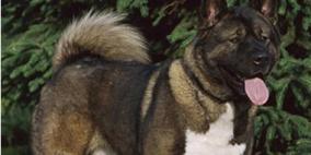 القبض على أمريكى بتهمة تخدير واغتصاب كلب فى كاليفورنيا