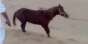 فيديو: اعدام حصان رميا بالرصاص !