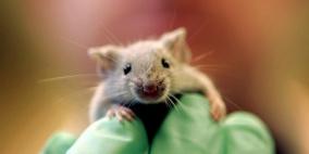 فئران شفافة الجلد.. إنتاج ياباني
