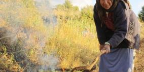 موسم حصاد القمح في بلعين