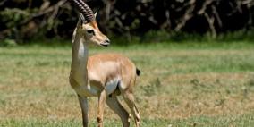 تناول لحم الغزلان والآيائل يخفض مستوى ذكاء الأطفال