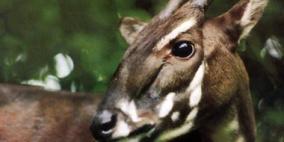 التقاط صورة فى فيتنام لحيوان ثديى نادر لم يشاهد من 15 عاما