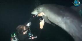 بالفيديو .. غواص يحرر دلفينا من سلك صنارة