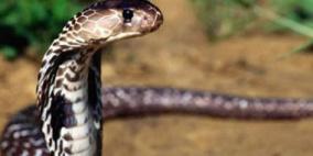 ثعابين ضخمة تغزو لندن وتقتل القطط والكلاب