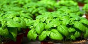 الريحان طارد السموم من الجسم