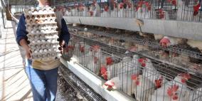 خطوات عاجلة من وزارة الزراعة لتعويض خسائر الدجاج البياض