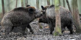 حاول التخلص من خنازير برية بقنبلة يدوية فقتل جارته!