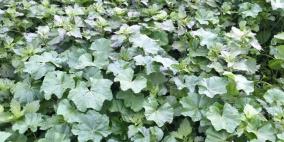 موسم الزراعه في اريحا  مع بدء الشتاء