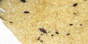 رام الله: ضبط 600 كغم من الأرز "بالديدان"