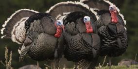 لحم الديك الرومي يفيد في علاج الكآبة