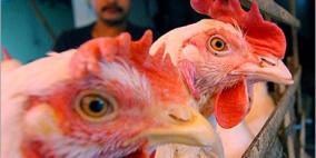 بكين: اصابة بسلالة جديدة من "انفلونزا الطيور"