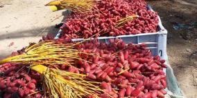 موسم جني البلح في خان يونس جنوب قطاع غزة