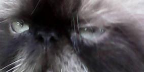 قط يصيب رضيعا بجروح ويحتجزه رهينة