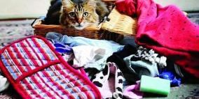 هرّ متخصص في سرقة الملابس النسائية من حبال الغسيل