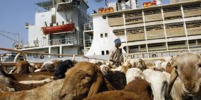 الماشية السودانية تبحر إلى السعودية