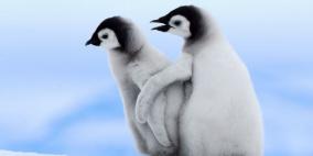 شاهد لقطات فريدة لبطريق صغير يعلِّم صديقه المشي