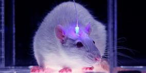 الأطباء يتعلمون السيطرة على الألم بواسطة الضوء