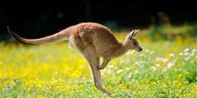 الكنغر قبل 10 آلاف سنة كان يمشي كالإنسان