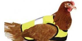 سترات متطورة لحماية الدجاج من البرد