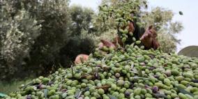 بيت لحم: "العمل الزراعي" يشارك في مهرجان الزيتون الخامس عشر