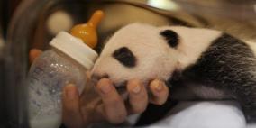 حديقة مدريد للحيوانات تستقبل مولود باندا رابعا بتاريخها